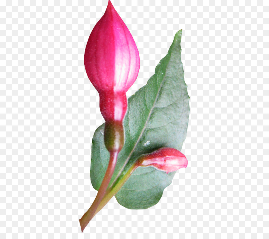 Les Fleurs Coupées，Bud PNG