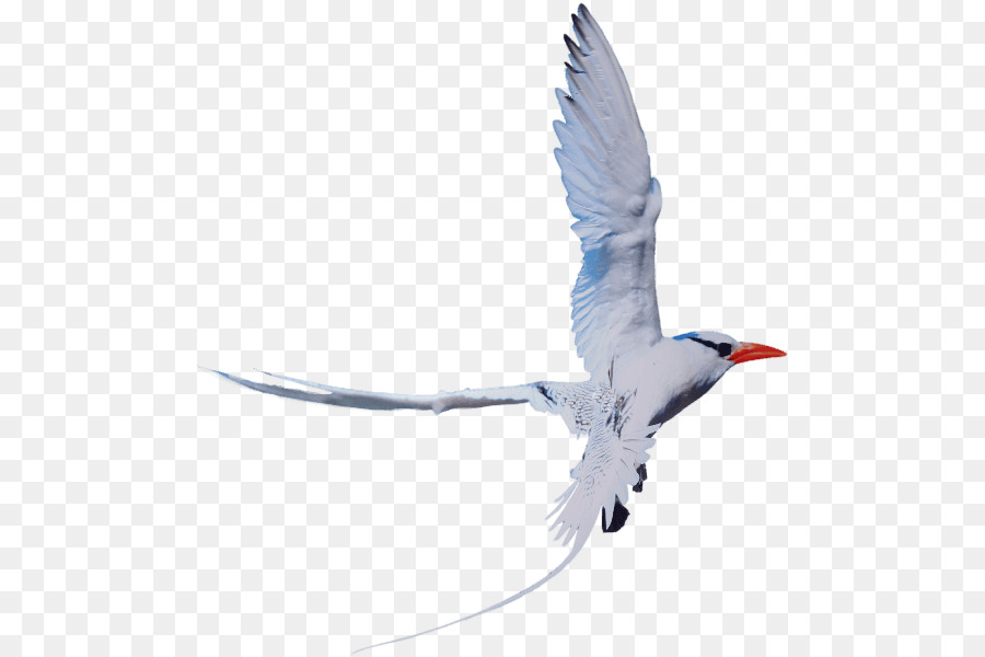 Oiseau，Vol PNG