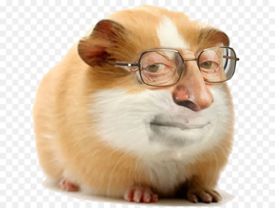 Hamster à Visage Humain，Drôle PNG