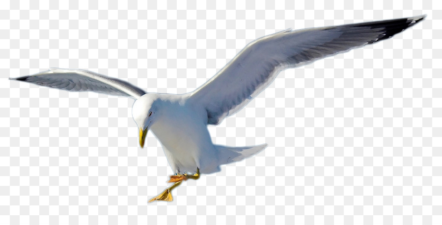 Mouette，Vol PNG