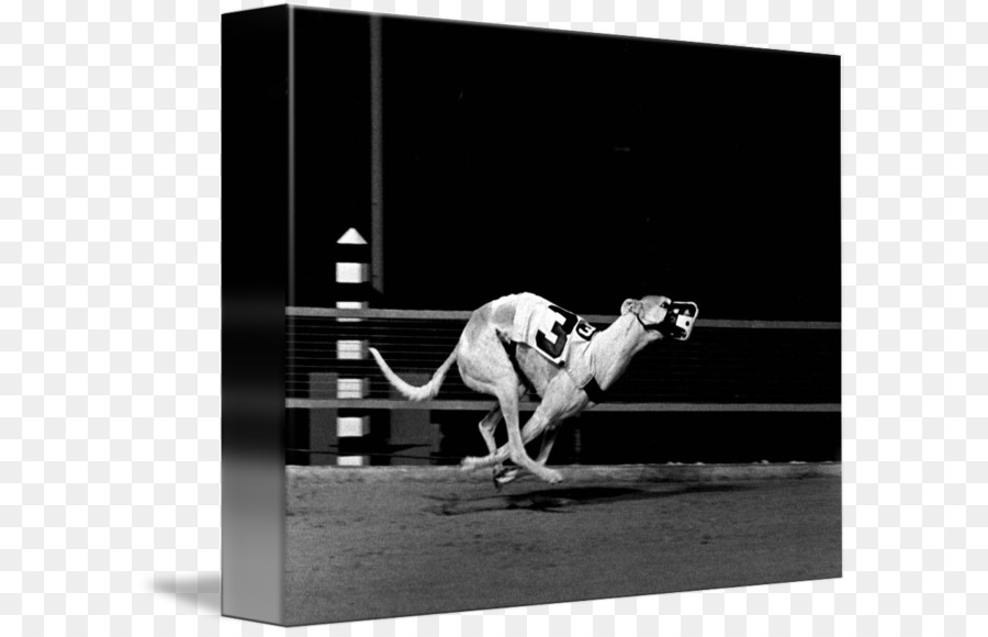 Greyhound，La Photographie PNG