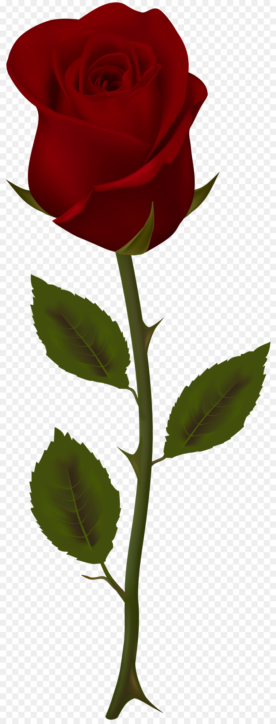 Rose，Rouge PNG