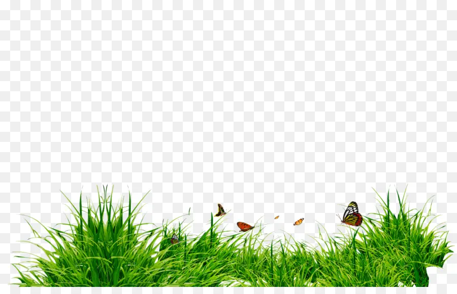 Herbe，Papillons PNG