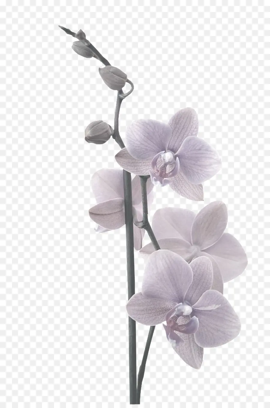 Orchidée，Fleurir PNG