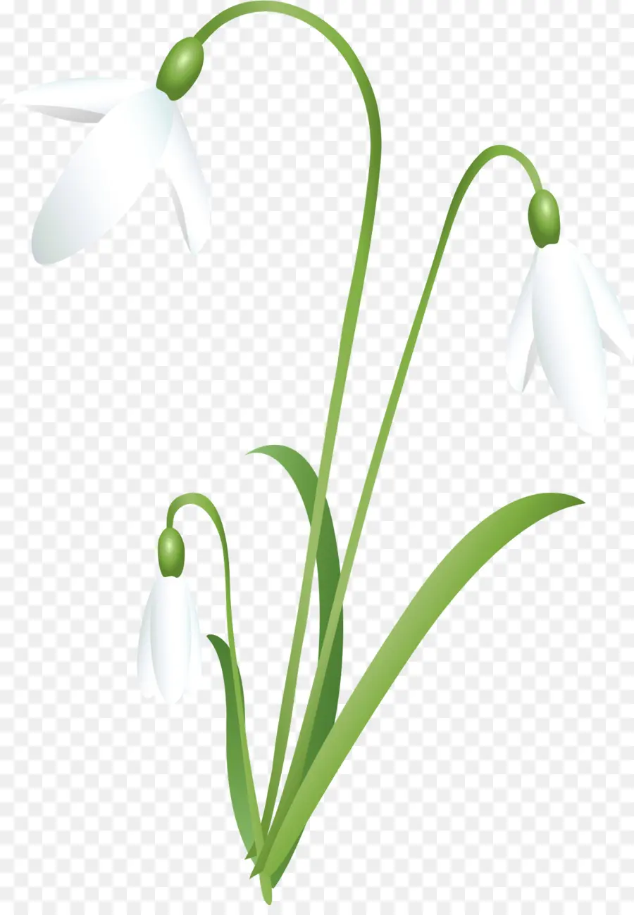 Fleurs De Perce Neige，Blanc PNG