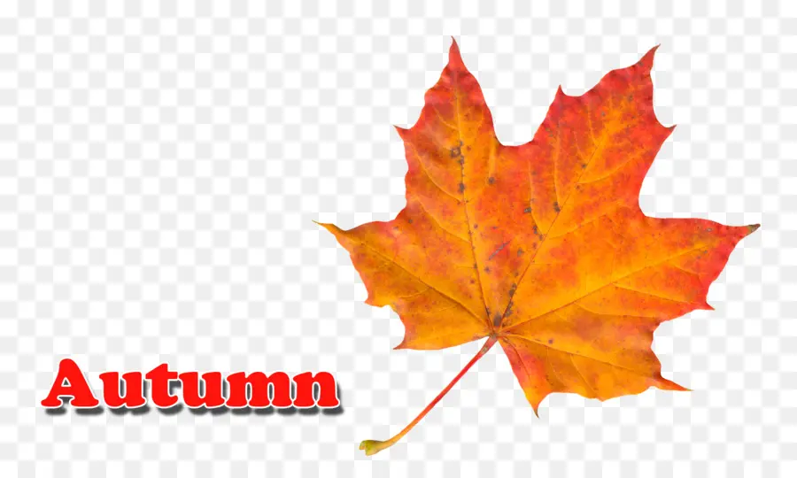 Feuille D'automne，Automne PNG