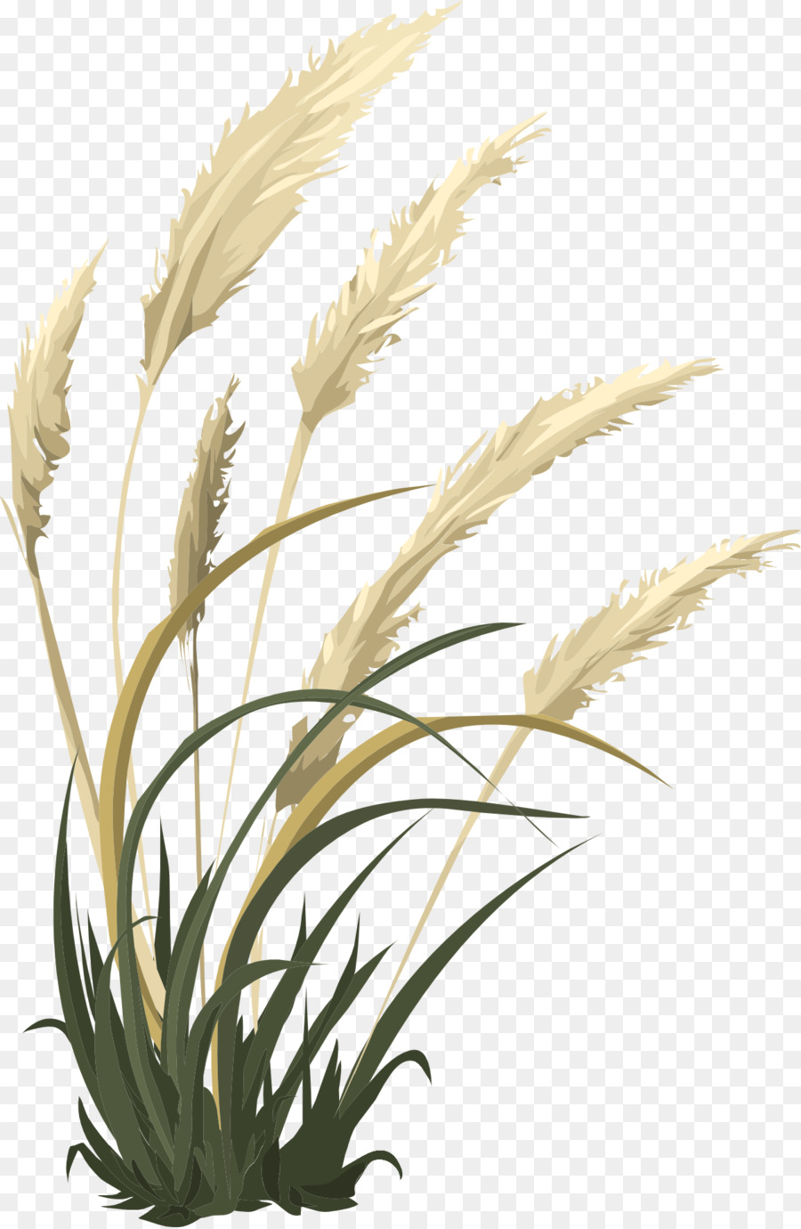 Usine De Riz，Grain PNG