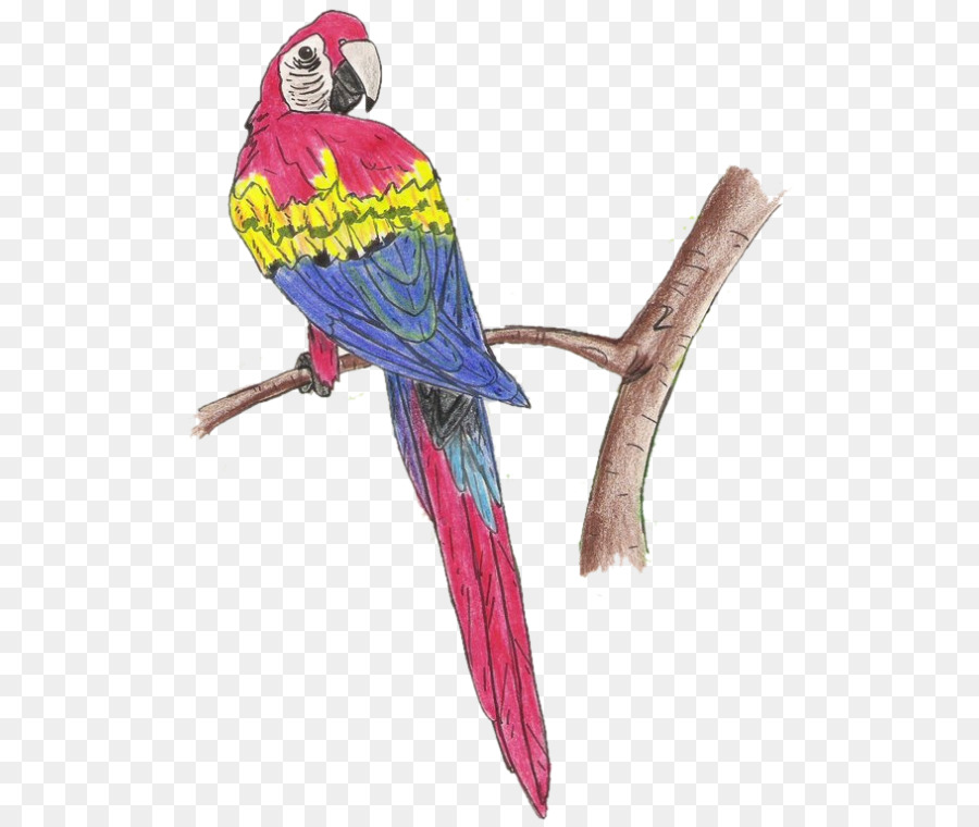 Perroquet，Oiseau PNG