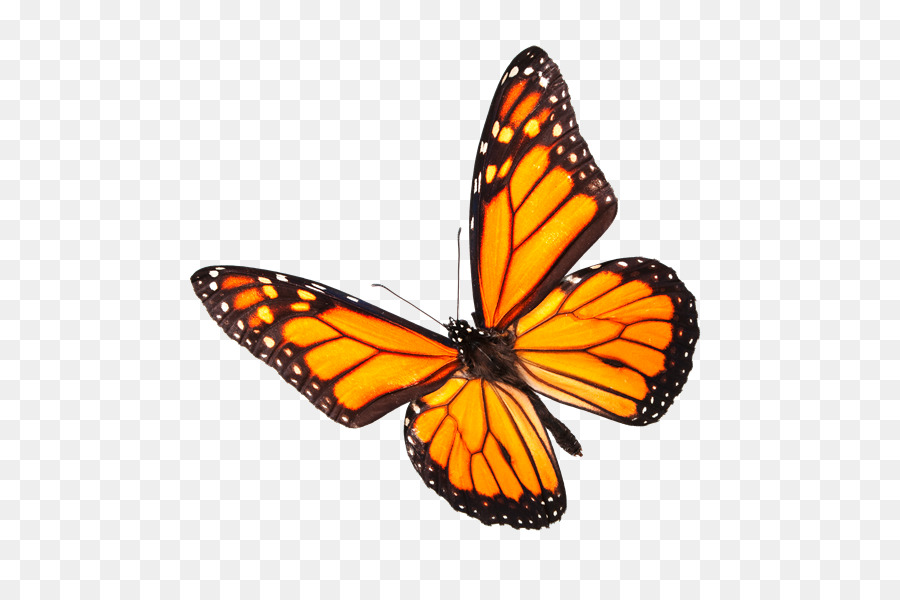 Papillon Monarque，Orange PNG