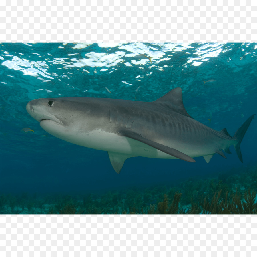 Requin，Océan PNG