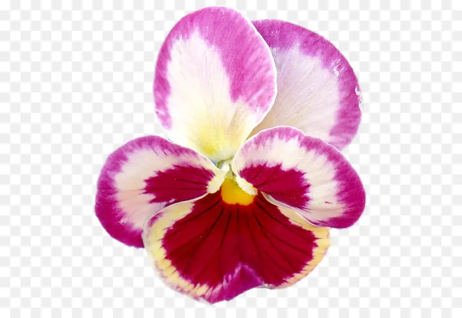 Pensée，Teigne Des Orchidées PNG