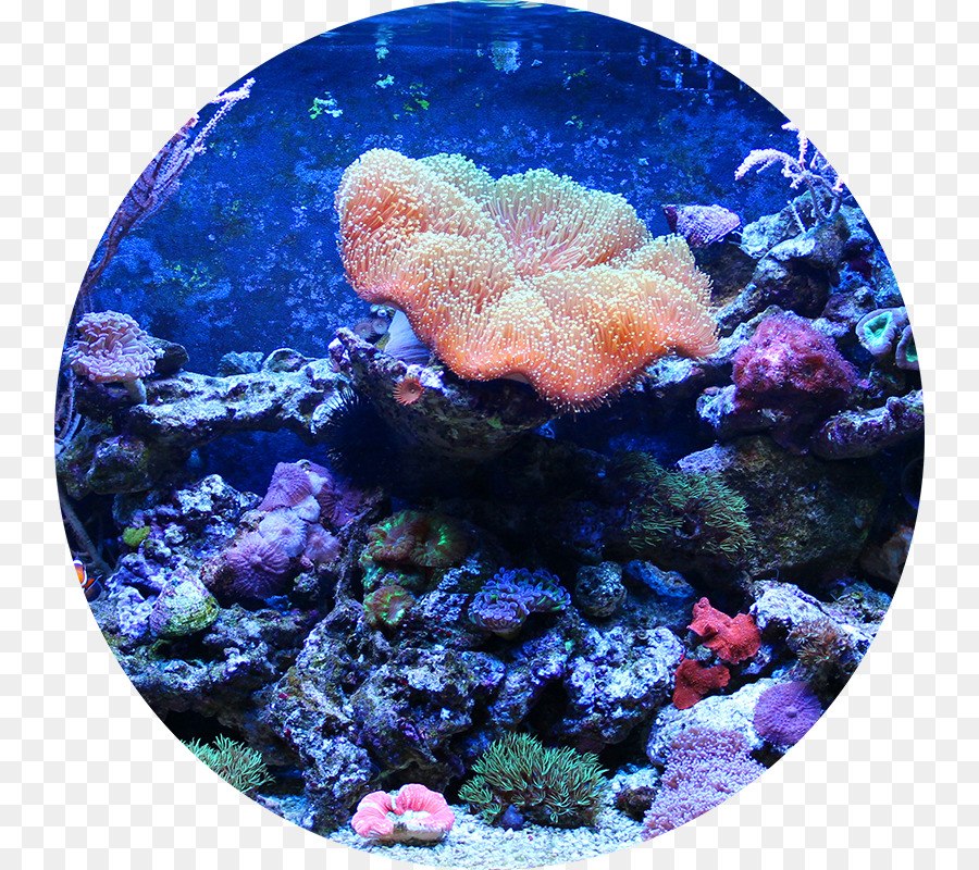 Aquarium，Aquarium Récifal PNG