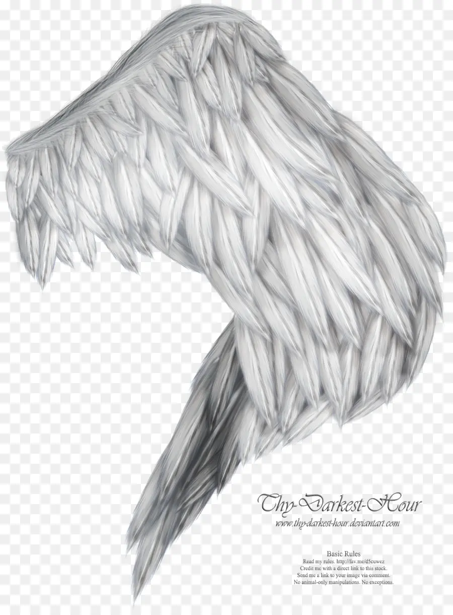 Aile à Plumes Noires，Plumes PNG