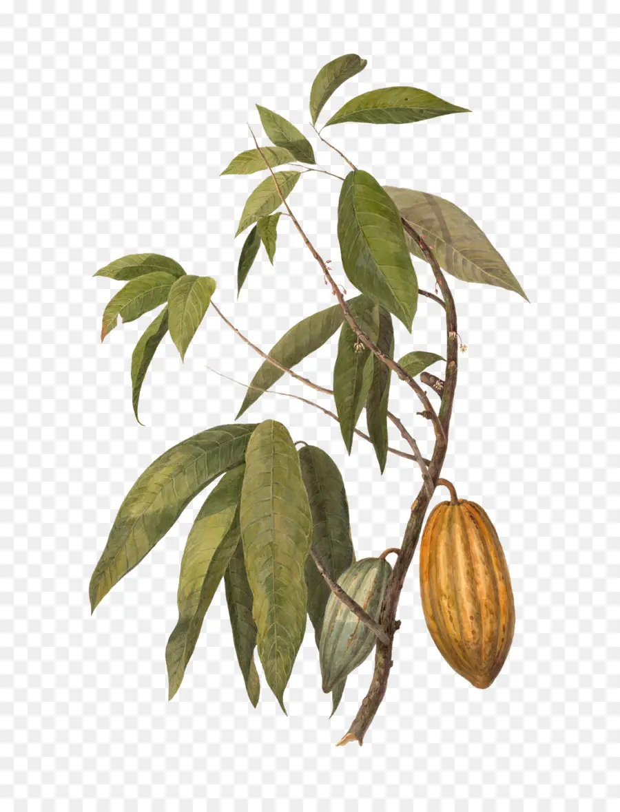 Usine De Cacao，Feuilles PNG