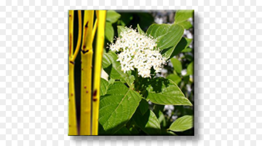 Le Cornouiller Blanc，Cornouiller Stolonifère PNG