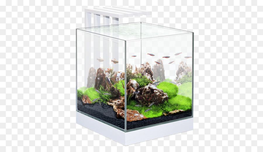 Poissons De Combat Siamois，Aquarium PNG