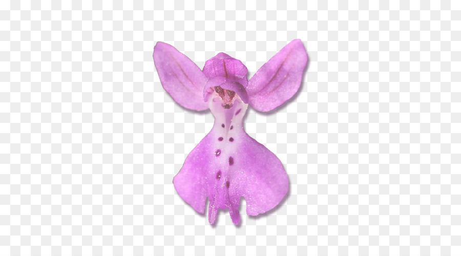 Teigne Des Orchidées，Rose M PNG