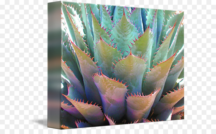 Agave Azul，Tige De La Plante PNG