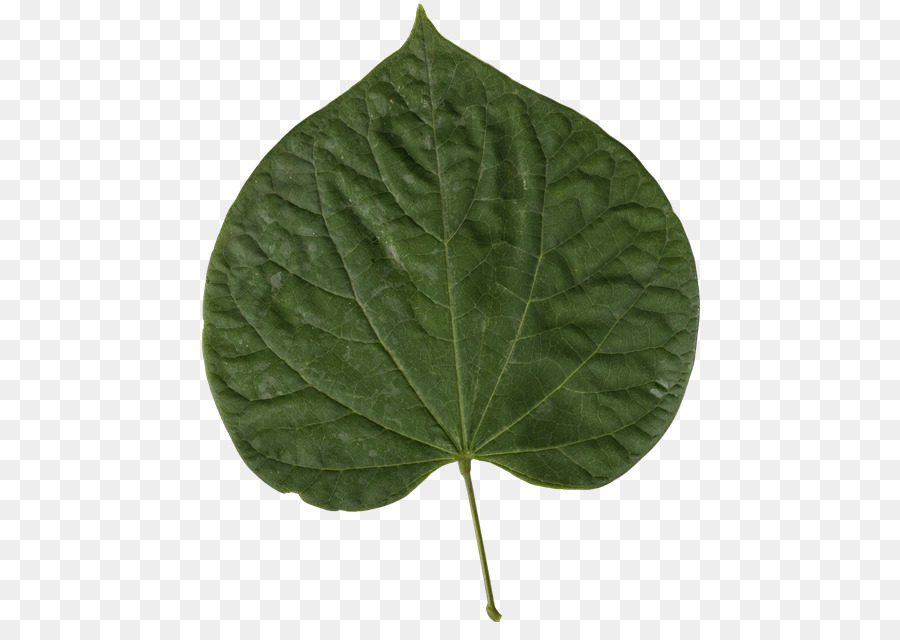 Feuille Verte，Usine PNG