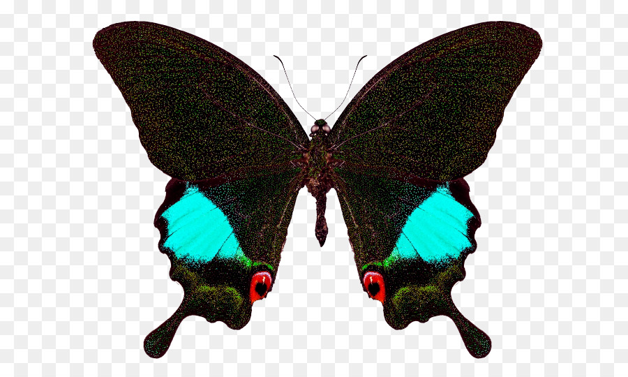 Papillon，Insecte PNG