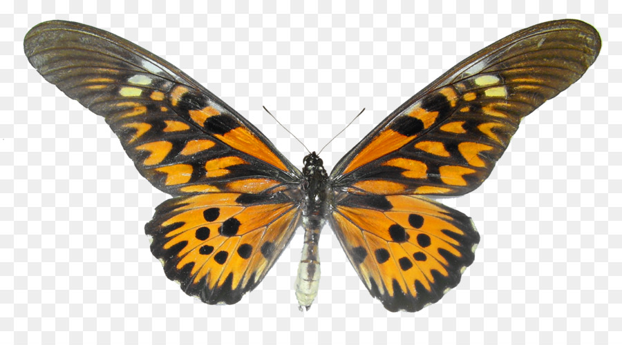 Papillon Monarque，Orange PNG