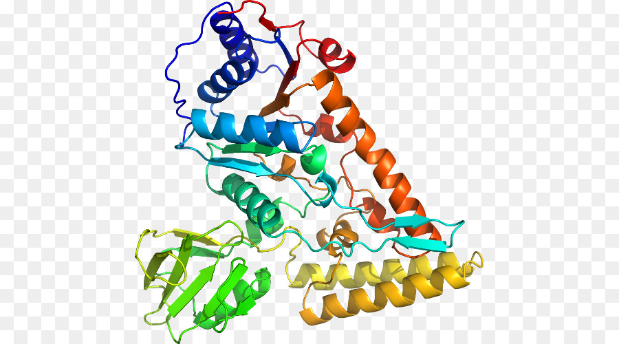 Structure Des Protéines，Biologie PNG