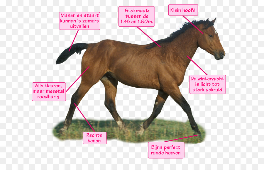 Cheval，Poney PNG