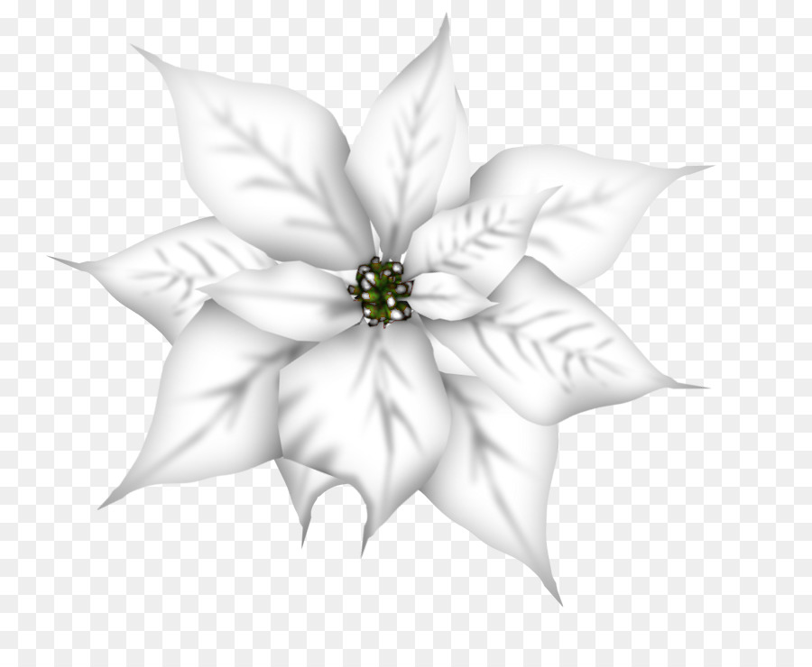 Fleur Blanche，Fleurir PNG