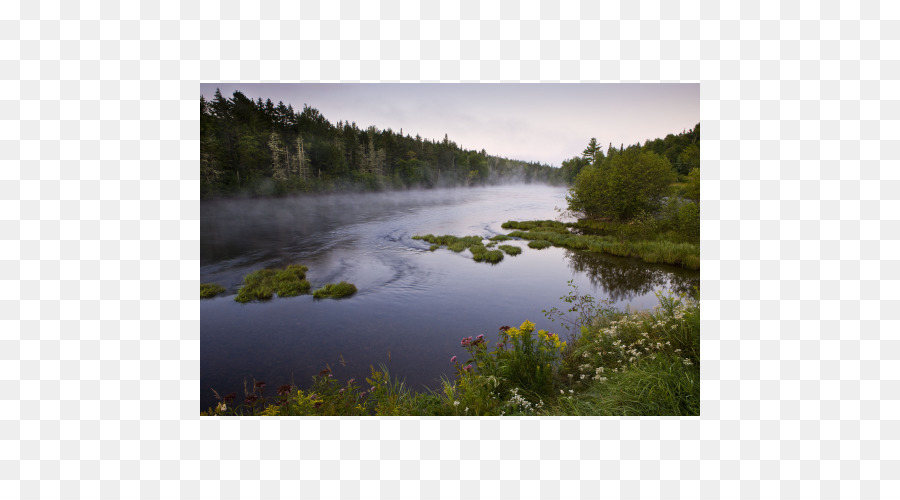 Bayou，La Réserve Naturelle De PNG