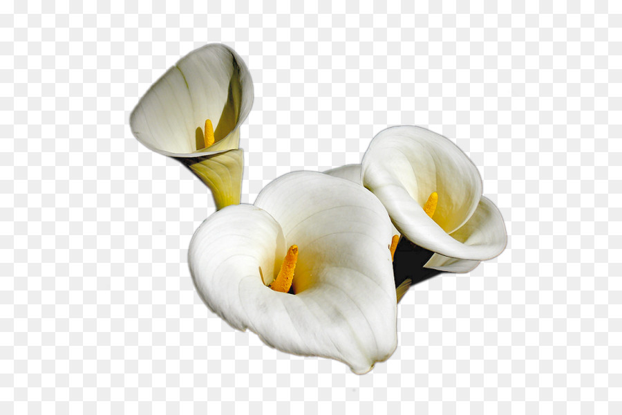 Fleurs Blanches，Fleurir PNG