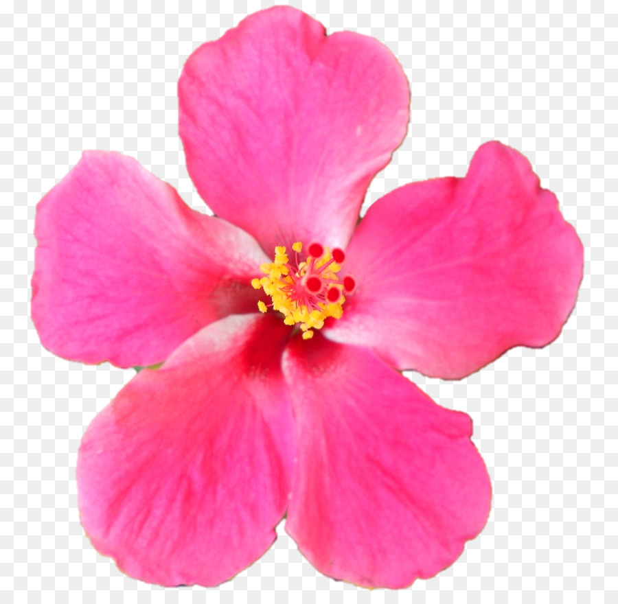 Hibiscus，Rose M PNG