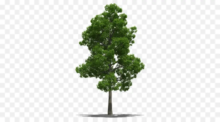 Arbre，Feuilles PNG