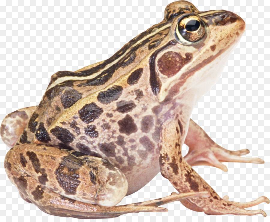 Grenouille，Amphibie PNG