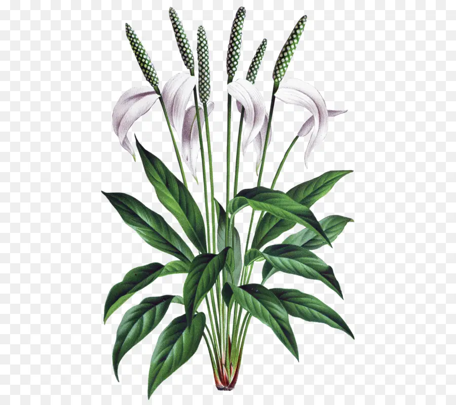 Fleur，Spathiphyllum Wallisii PNG