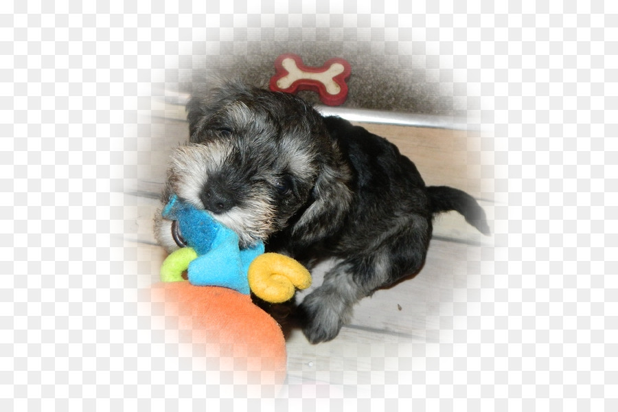 Schnauzer Miniature，Schnoodle PNG