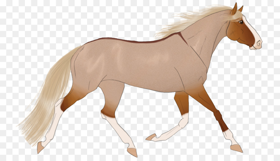 Chevaux，Poulain PNG