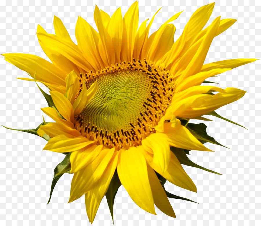 Commune De Tournesol，La Graine De Tournesol PNG