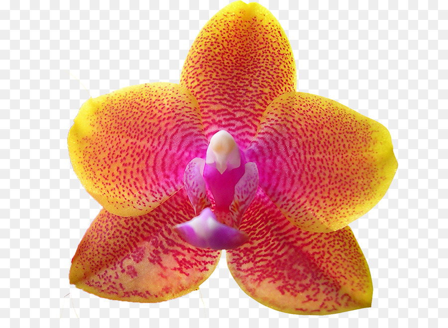 Fleur，Zodiaque PNG