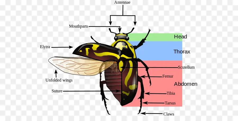 Diagramme De Coléoptère，Insecte PNG