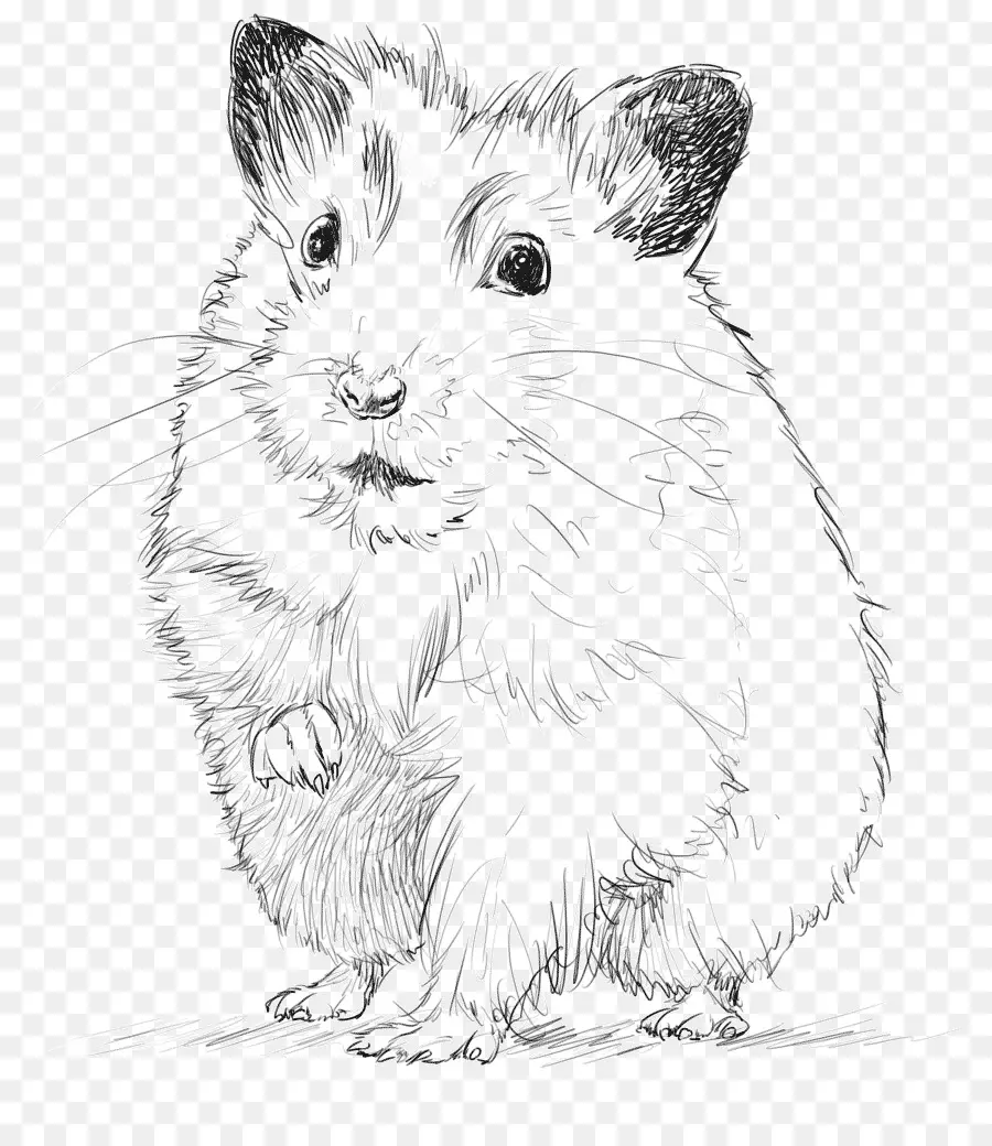 Hamster，Animal De Compagnie PNG