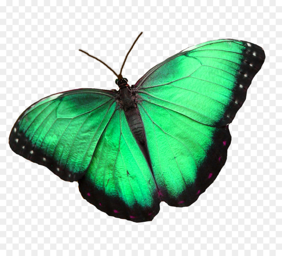 Papillon，Insecte PNG