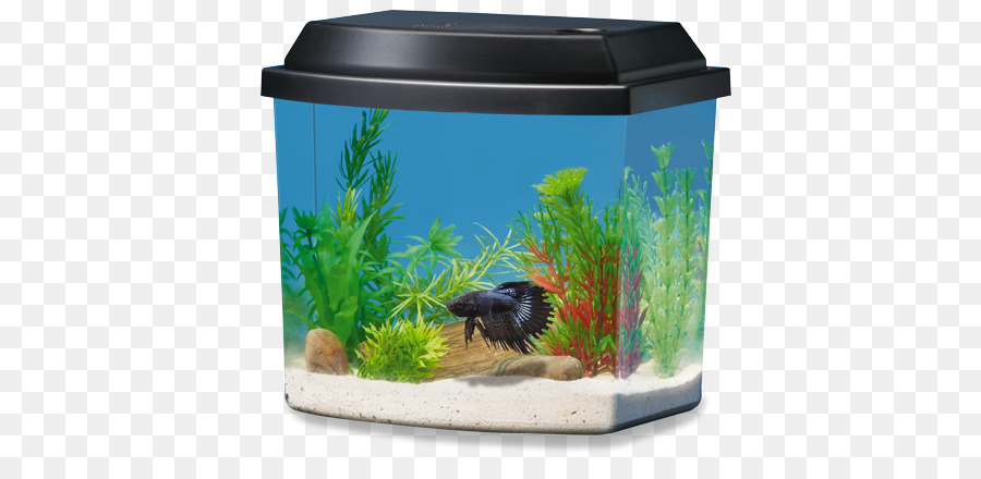 Aquarium，Poisson PNG