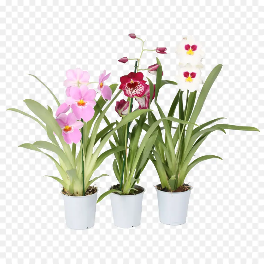 Teigne Des Orchidées，Plante D Intérieur PNG