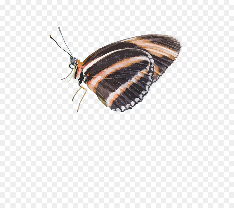 Papillon，Ailes PNG