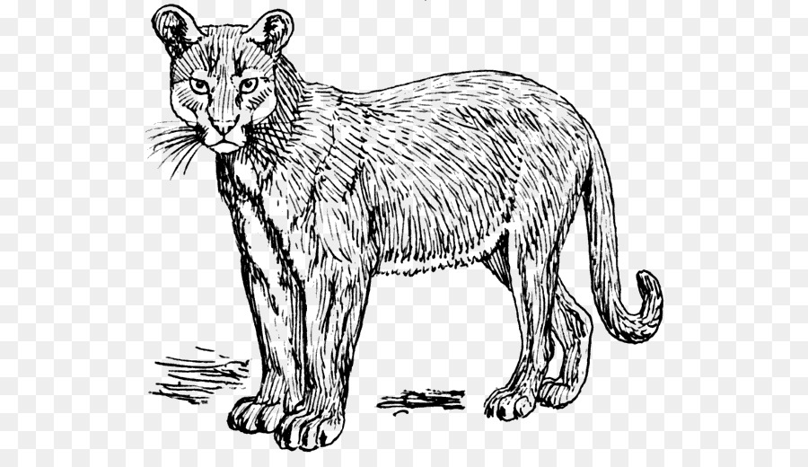 Cougar，Lion PNG