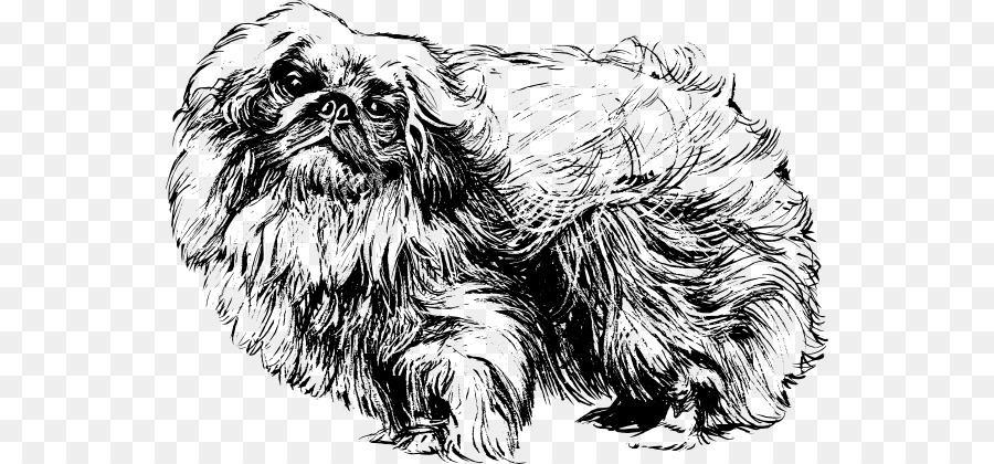 Pékinois，Shih Tzu PNG