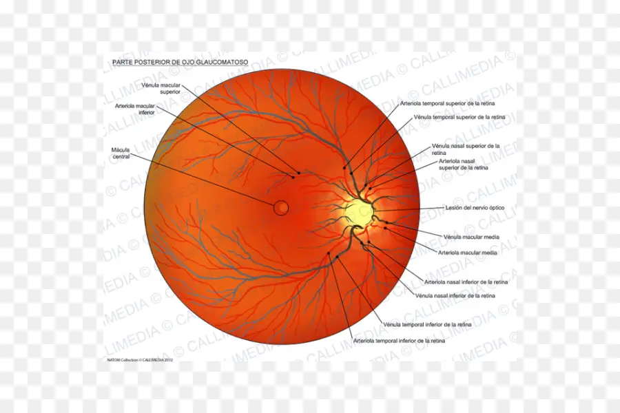 Diagramme Des Yeux，Rétine PNG