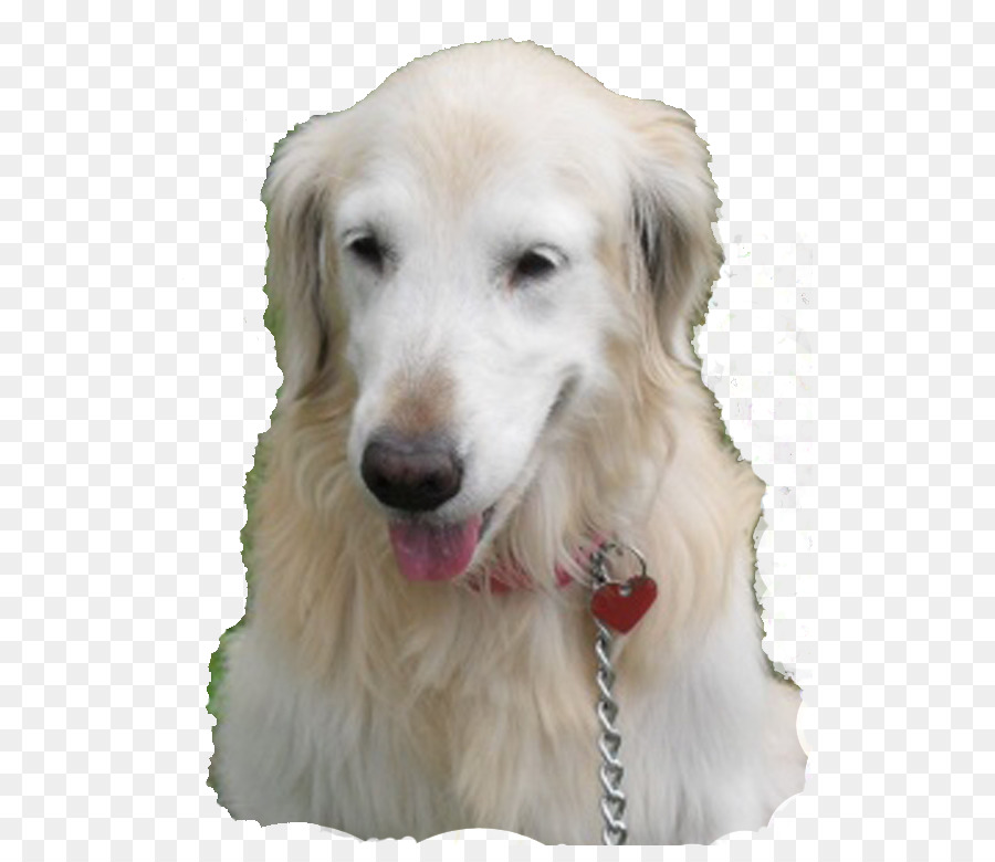 Chien，Heureux PNG