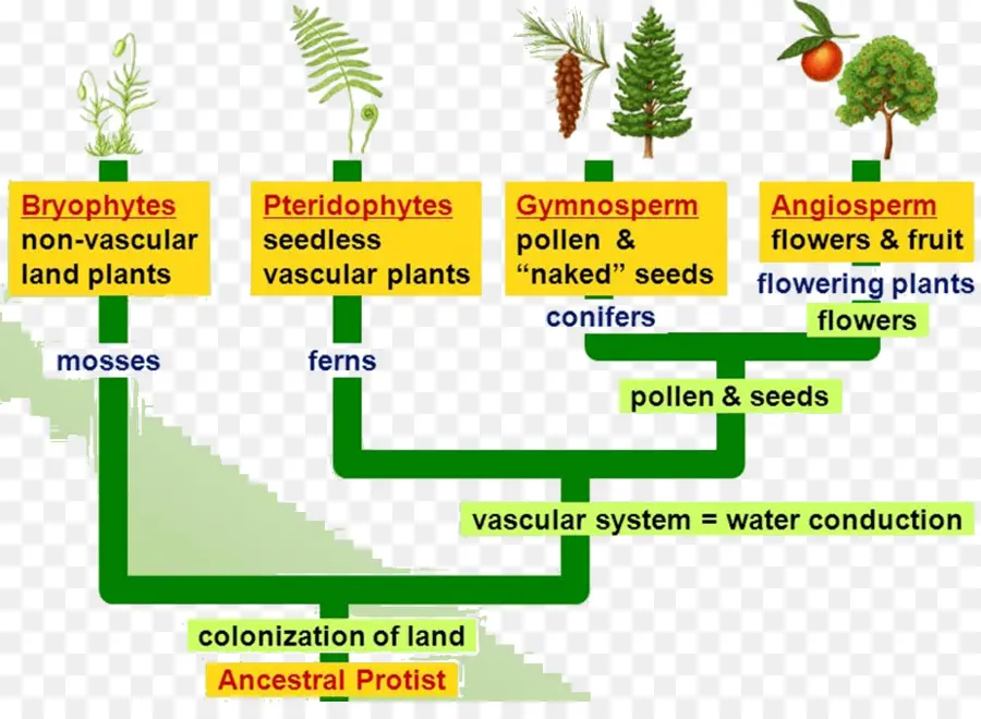 Tableau D'évolution Des Plantes，Botanique PNG