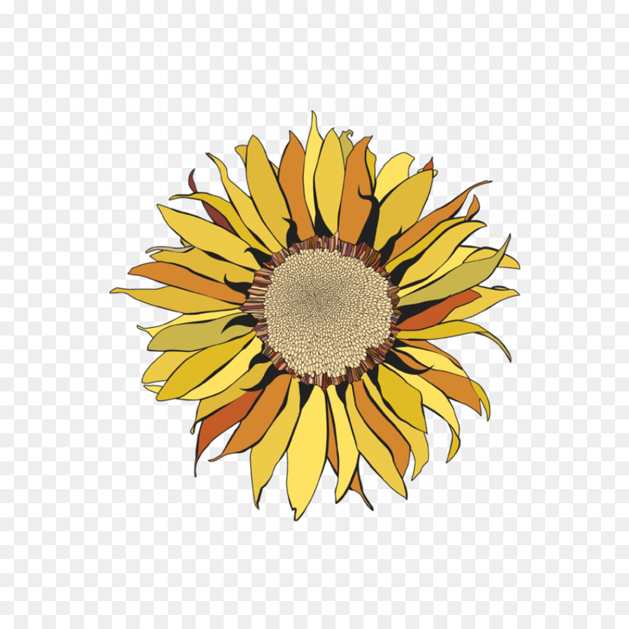 Commune De Tournesol，La Graine De Tournesol PNG